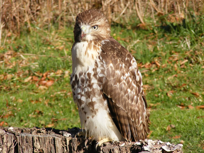 Hawk - Big Bone Lick State Historic Site