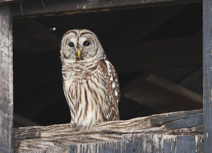 Barred Owl - Kentucky Dam Village State Resort Park