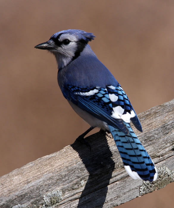 Blue Jay - Kentucky Dam Village State Resort Park