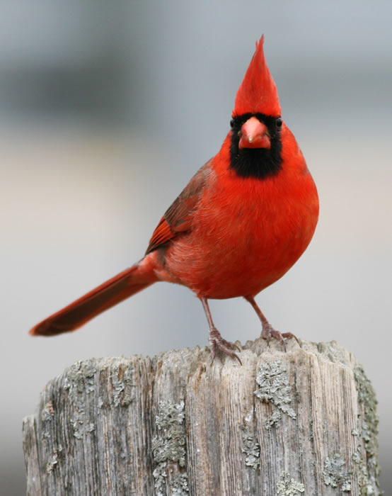 Cardinal - Kentucky Dam Village State Resort Park