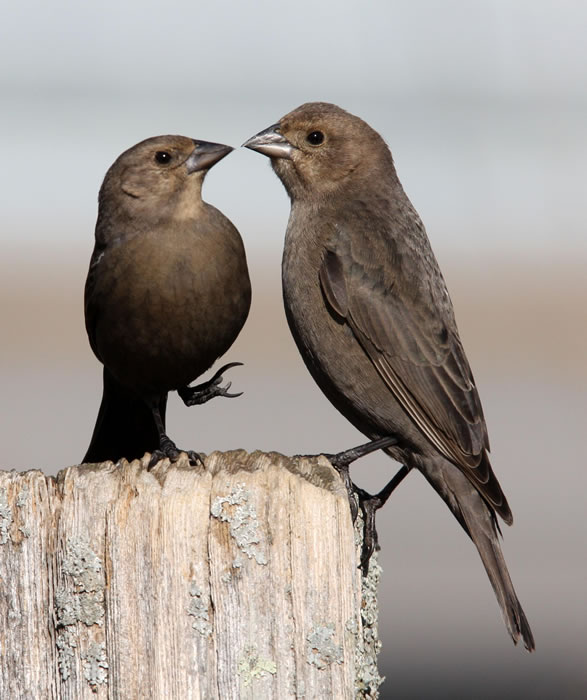 Cowbirds - Kentucky Dam Village State Resort Park