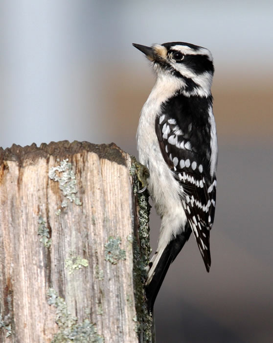 Downey Woodpecker - Kentucky Dam Village State Resort Park