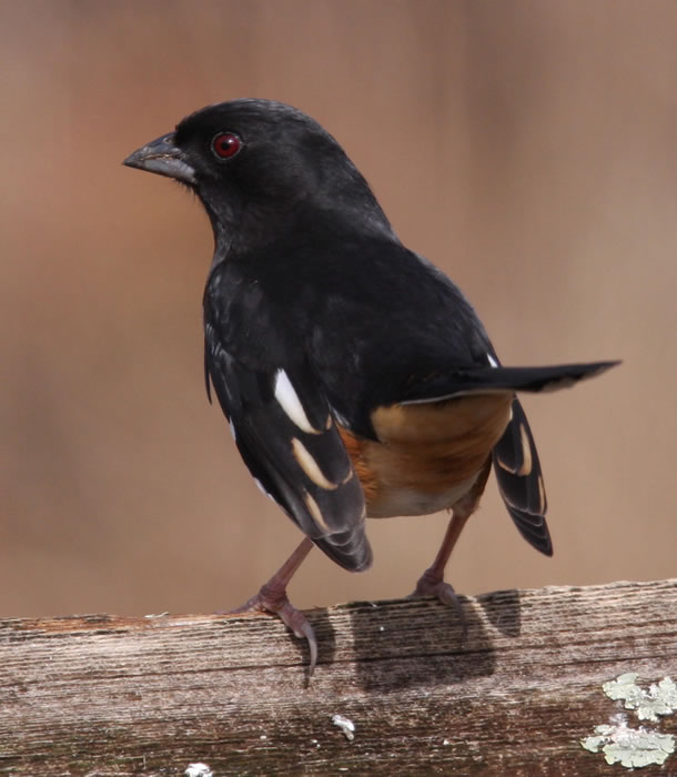 Eastern Towhee - Kentucky Dam Village State Resort Park