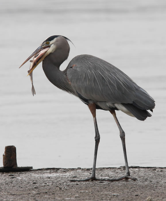 Great Blue Heron - Kentucky Dam Village State Resort Park