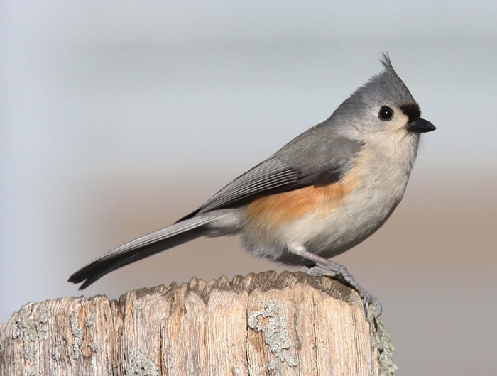 Tufted Titmouse - Kentucky Dam Village State Resort Park