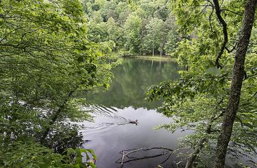 lake surrounded by trees