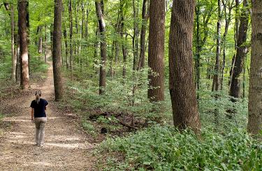 Hiker in woods